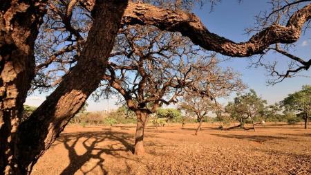 O ano de 2023 também registrou recorde no desmatamento acumulado entre janeiro e abril no Cerrado