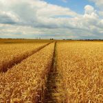 El Niño pode afetar safra de grãos 2023/2024, diz Inmet