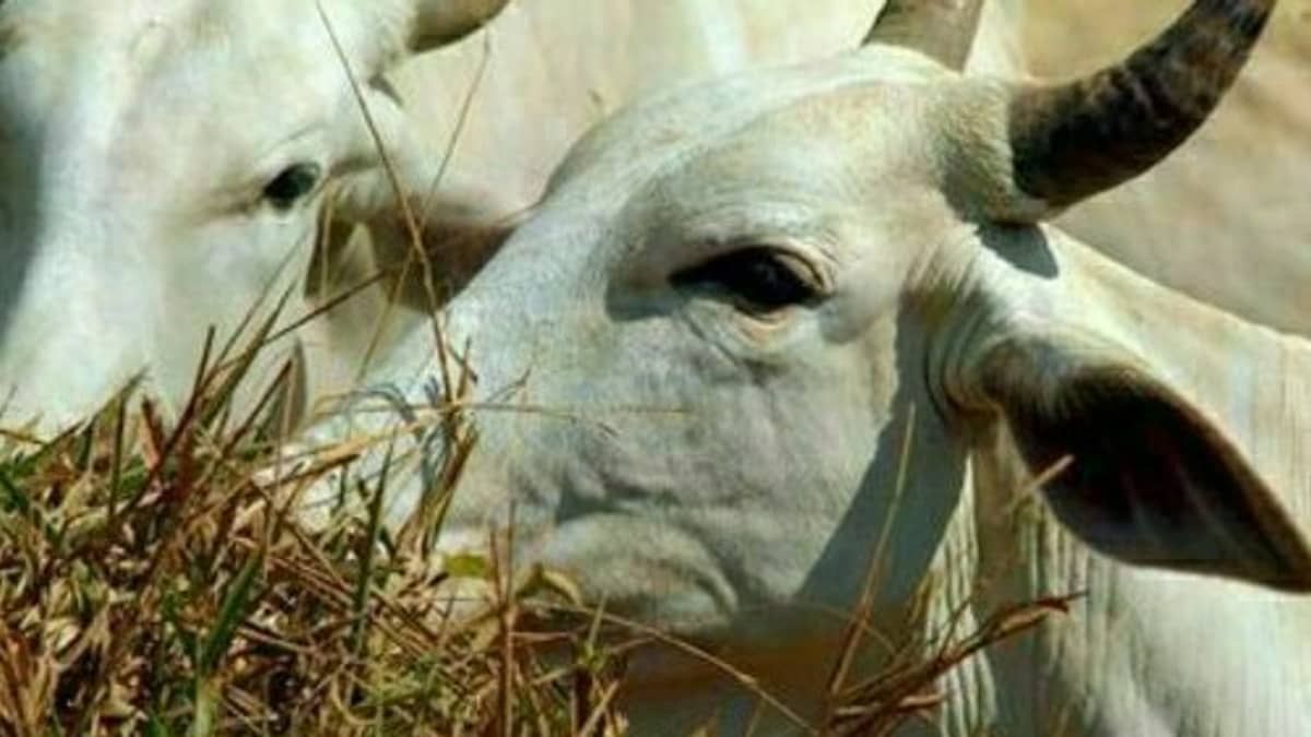 Prefeitura de Mariana abre campanha de vacinação contra raiva para herbívoros