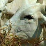 Abate de bovinos no Brasil volta a crescer após dois anos de queda