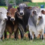 Associação de Brahman completa 30 anos, lança selo comemorativo e promete ‘festa’ na Expozebu