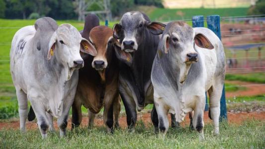 O Brahman é a raça zebuína de maior presença no mercado mundial, criada em mais de 80 países