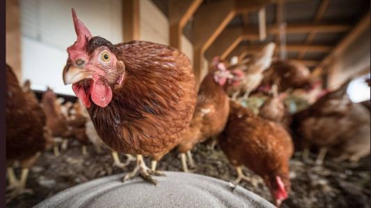 O Brasil é o maior exportador e o segundo maior produtor de carne de frango no mundo