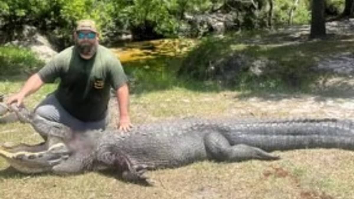 Homem pula nas costas de jacaré de 3,6 metros para salvar cachorro de ataque  