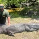 Homem pula nas costas de jacaré de 3,6 metros para salvar cachorro de ataque  