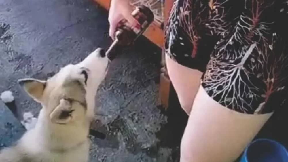 Tutora é multada em R$ 3 mil após dar cerveja para cachorro