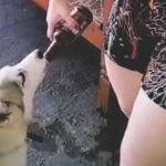 Tutora é multada em R$ 3 mil após dar cerveja para cachorro