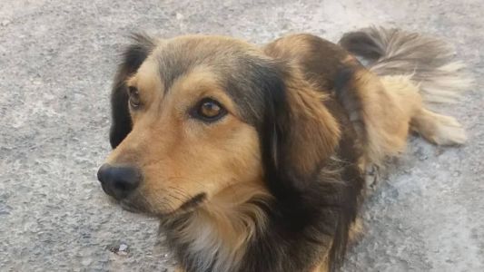 O cachorro foi visto pela última vez neste sábado (8)