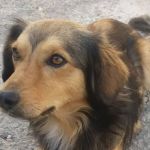 Cadela desaparece na região de Venda Nova, próxima à Estação BHBus; família busca informações