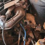 Vídeo: cão fica preso em motor de carro enquanto persegue gato e é resgatado por bombeiros