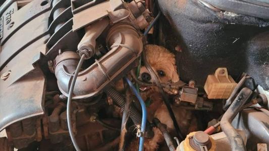 O cachorro não ficou ferido e foi devolvido aos tutores