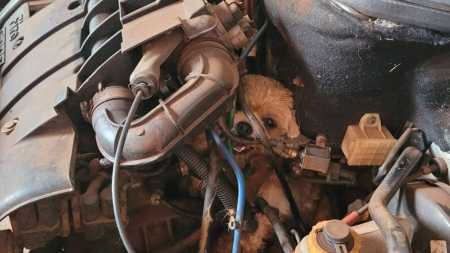 O cachorro não ficou ferido e foi devolvido aos tutores