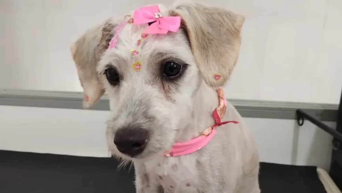 Mulher compra sofá, encontra cachorra dentro e animal é adotado em Joinville