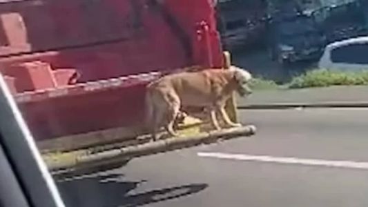 O cachorro se equilibrou na traseira do veículo e aproveitou o passeio