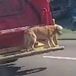 Vídeo: cachorro 'pega carona' em caminhão de lixo e viraliza nas redes sociais