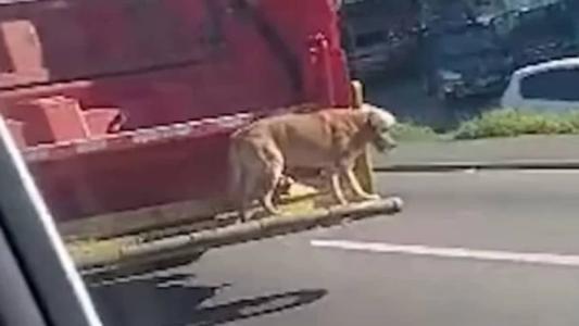 O cachorro se equilibrou na traseira do veículo e aproveitou o passeio
