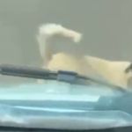 Vídeo: cachorro segue ambulância com o tutor que sofreu acidente no Ceará