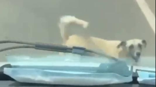 O cachorro seguiu a ambulância onde estava seu tutor até o hospital