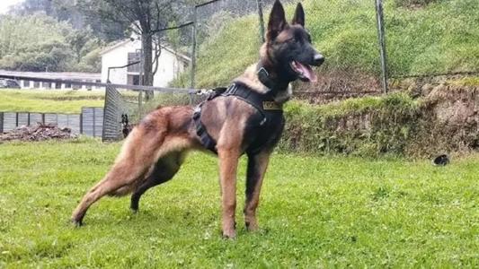 O cachorro treinado encontrou uma garrafa em uma área remota do local do acidente