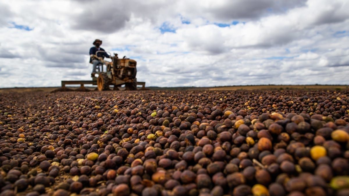 Mais de 1,5 mil contêineres de café 'encalhados' causam prejuízo bilionário ao Brasil