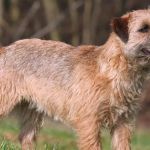 Cachorrinha foge de canil e é encontrada um dia depois a 160km de distância