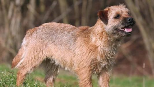 O cão é da raça Border Terrier