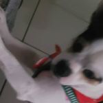 Mulher oferece recompensa para encontrar cão desaparecido que a ajuda a superar depressão