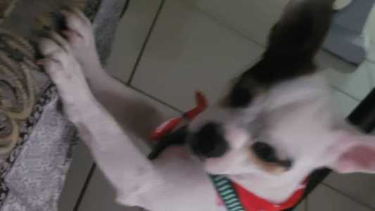 O cão está desaparecido desde a manhã de sábado (13)