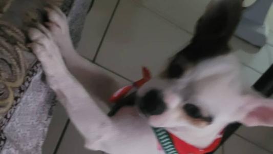O cão está desaparecido desde a manhã de sábado (13)