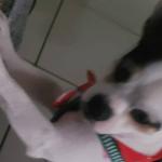 Mulher oferece recompensa para encontrar cão desaparecido que a ajuda a superar depressão