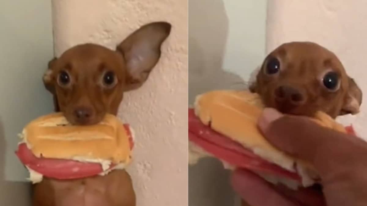 Vídeo: cachorro rouba pão com mortadela do tutor e viraliza nas redes socias