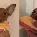 Vídeo: cachorro rouba pão com mortadela do tutor e viraliza nas redes socias