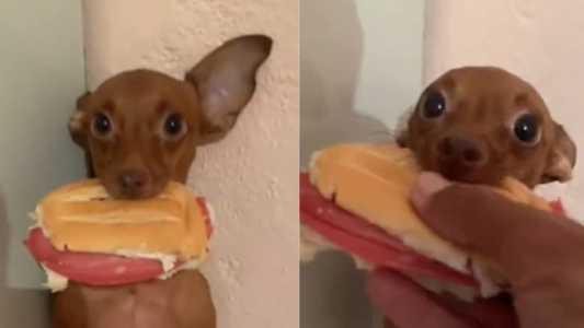 O cão foi flagrado roubando o lanche da tarde do tutor