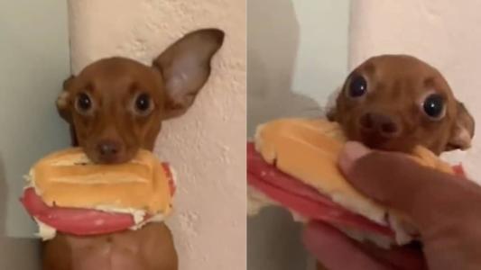O cão foi flagrado roubando o lanche da tarde do tutor