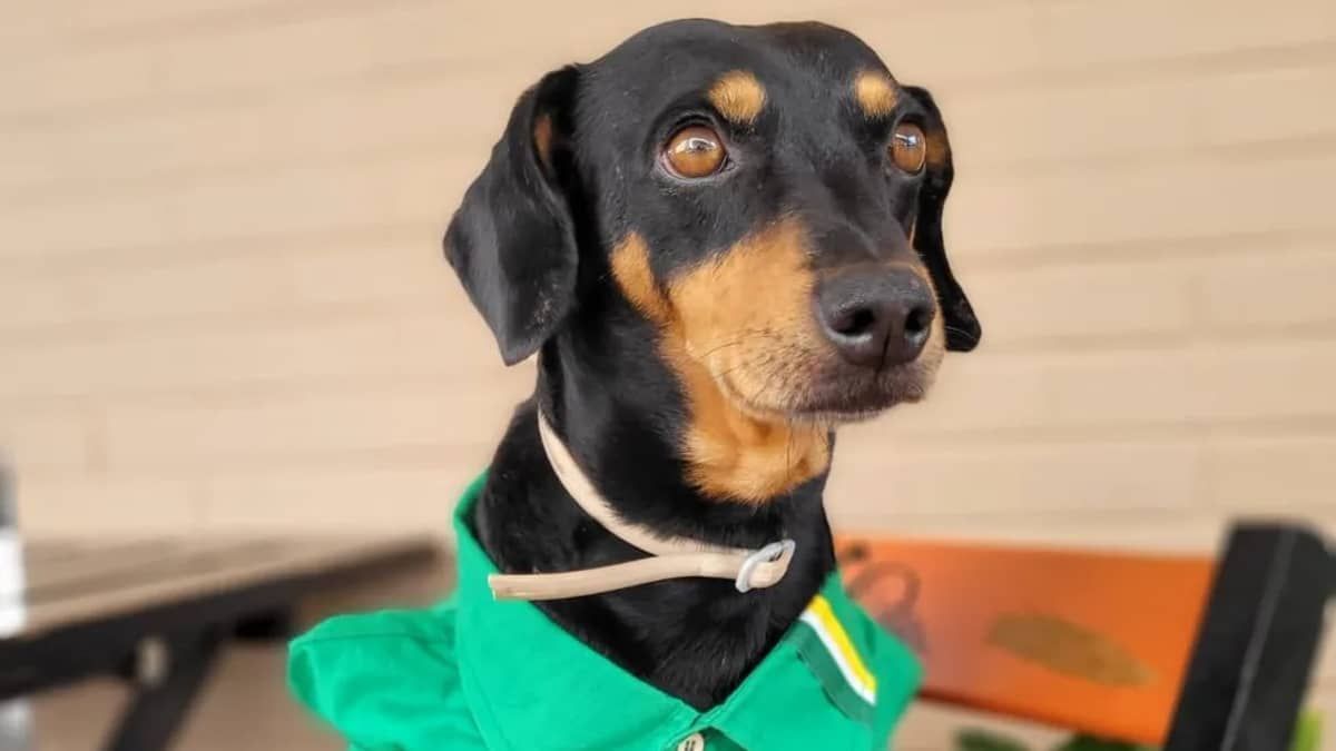 Cão resgatado em posto de gasolina é 'promovido' de frentista para gerente