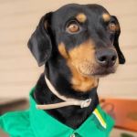 Cão resgatado em posto de gasolina é 'promovido' de frentista para gerente