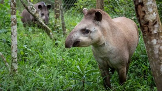 O casal de antas foi liberado nessa sexta-feira (26) na florestas de Cachoeiras de Macacu