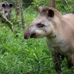 Casal de antas é solto na Mata Atlântica 