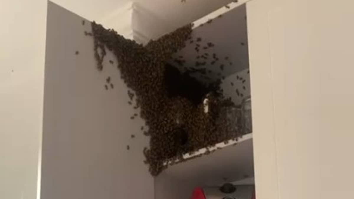 Vídeo: enxame de abelhas invade casa no Barreiro e 'expulsa' moradores