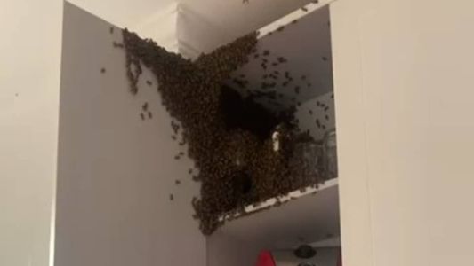 O casal deixou a casa após não conseguir remover os insetos