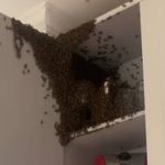Vídeo: enxame de abelhas invade casa no Barreiro e 'expulsa' moradores