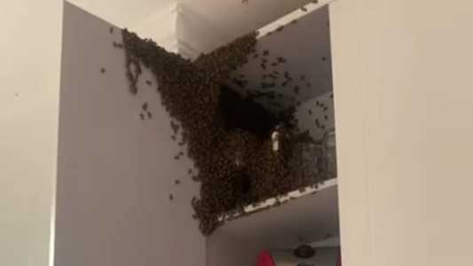 O casal deixou a casa após não conseguir remover os insetos