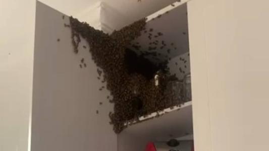 O casal deixou a casa após não conseguir remover os insetos