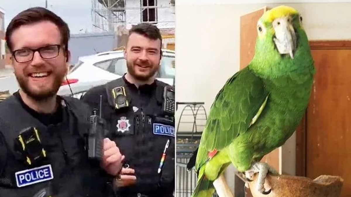 Vizinho chama a polícia após confundir gritos de papagaio com pedidos de socorro