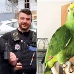 Vizinho chama a polícia após confundir gritos de papagaio com pedidos de socorro