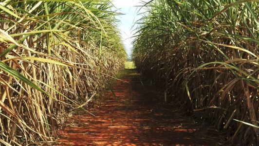 O crescimento esperado é de 6,9% em relação à safra 2022/23