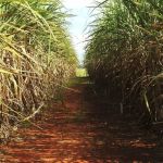 Conab prevê aumento de 653 milhões de toneladas na produção de cana-de-açúcar 