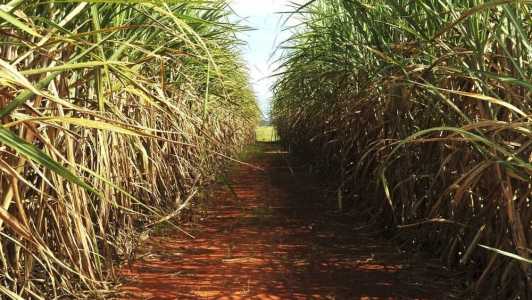 O crescimento esperado é de 6,9% em relação à safra 2022/23