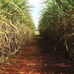 Conab prevê aumento de 653 milhões de toneladas na produção de cana-de-açúcar