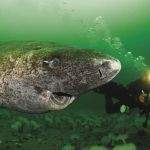 Pesquisadores da USP avistam tubarão de 518 anos, o animal mais velho do mundo